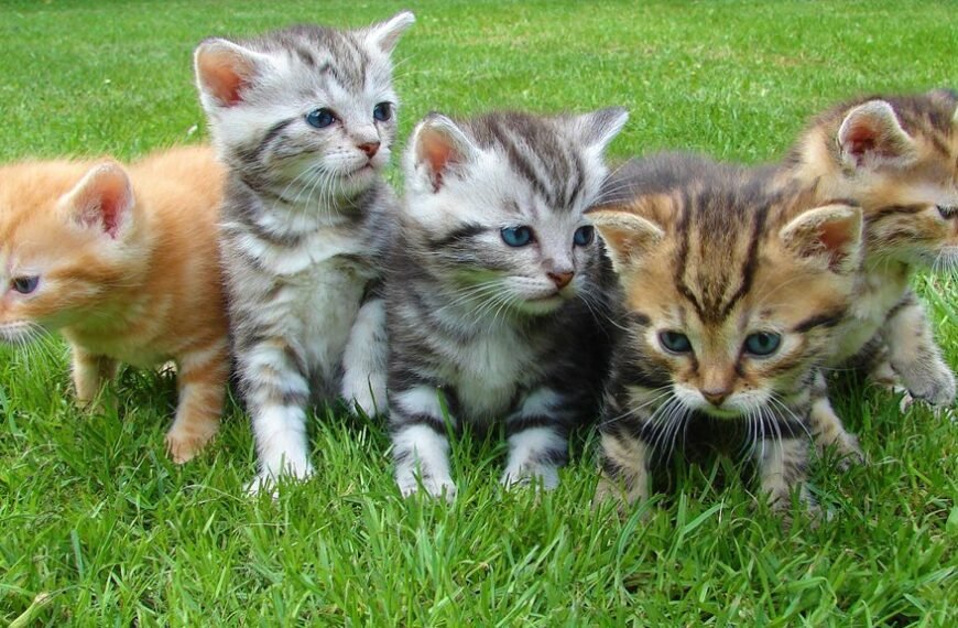 why kittykatbabi4444 matters now