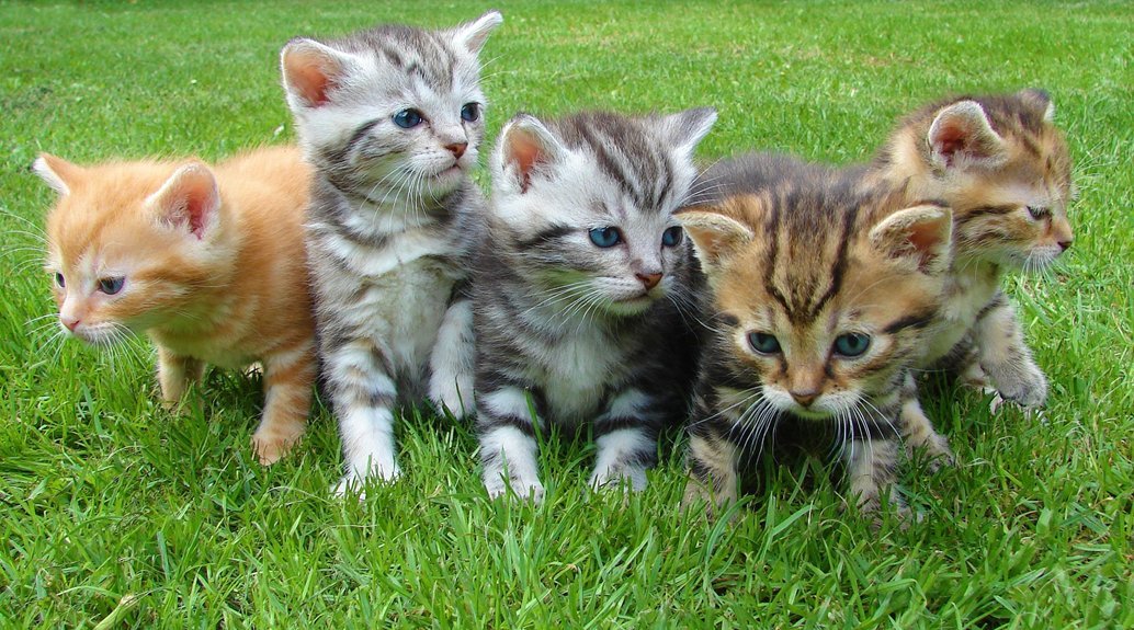 why kittykatbabi4444 matters now